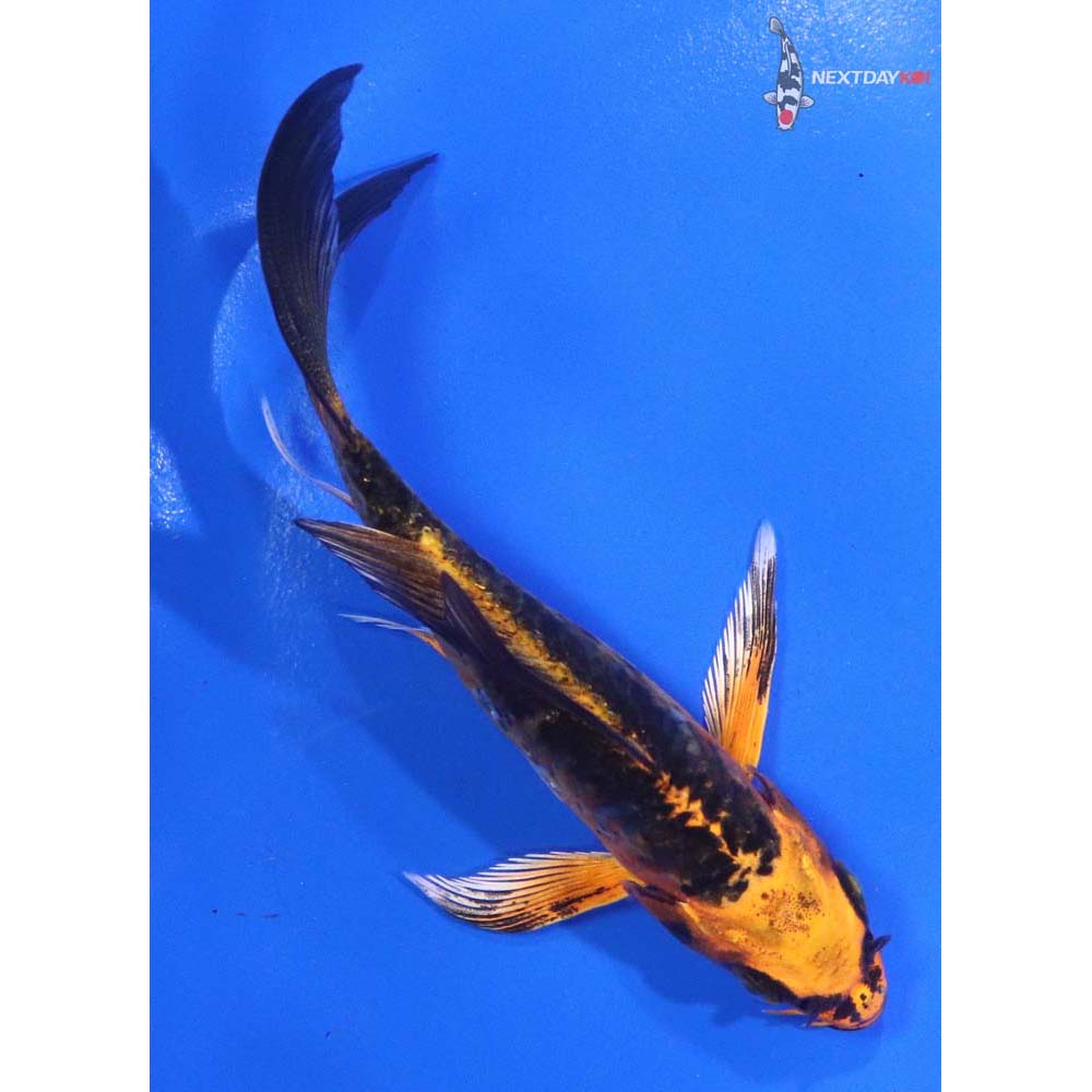 4.5” Imported Armor Scaled Orenji Matsuba Butterfly Koi