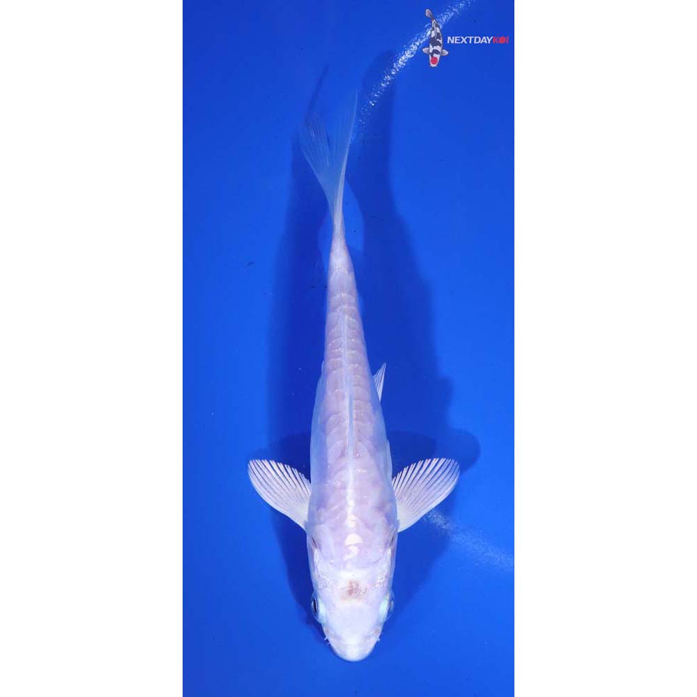 5” Imported Doitsu Platinum Ogon