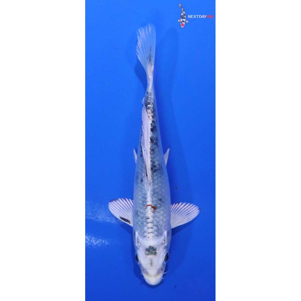 5” Imported Yamato Nishiki