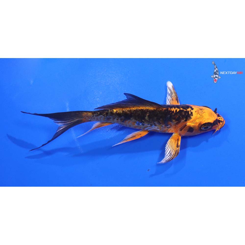 4.5” Imported Armor Scaled Orenji Matsuba Butterfly Koi