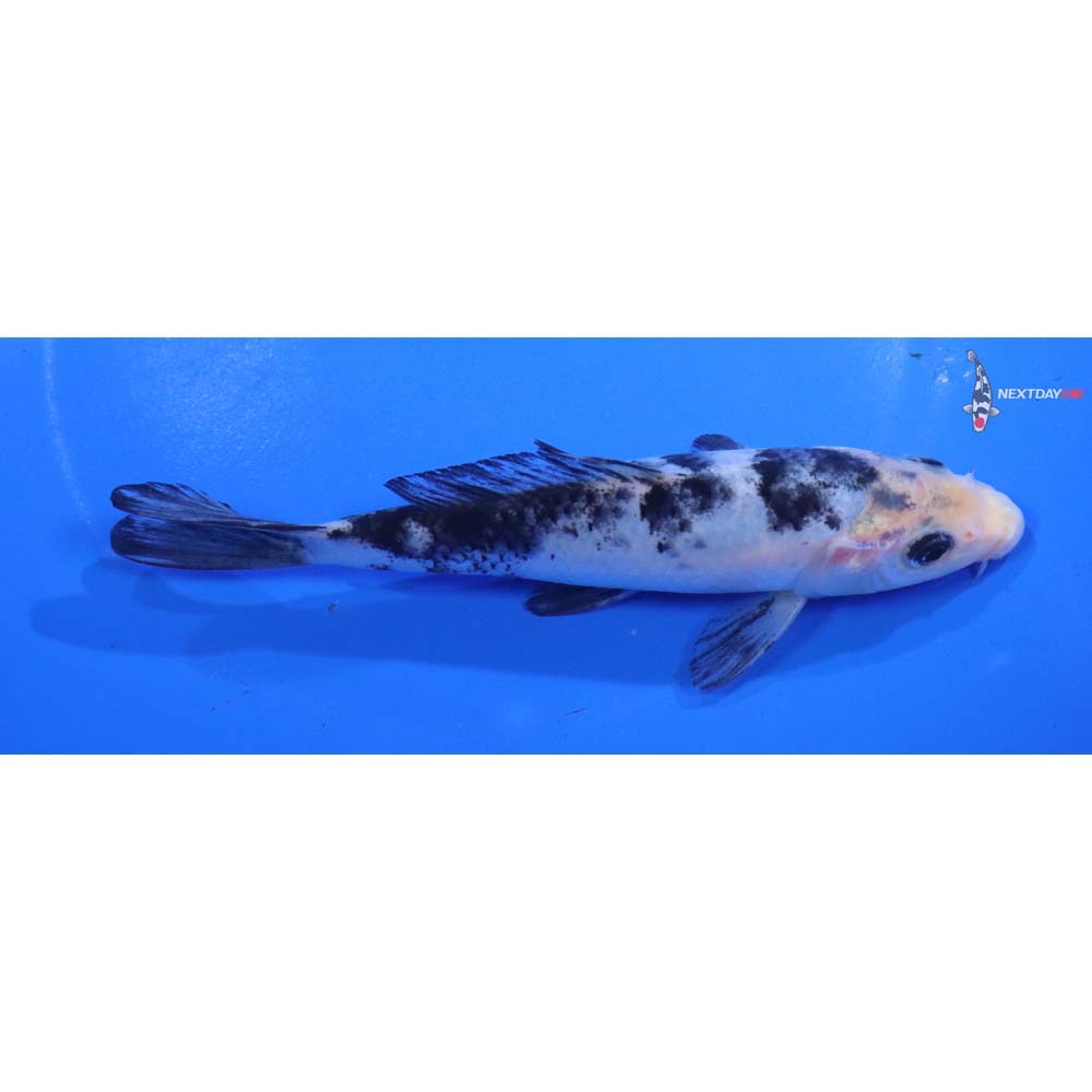 5.5” Imported Shiro Bekko