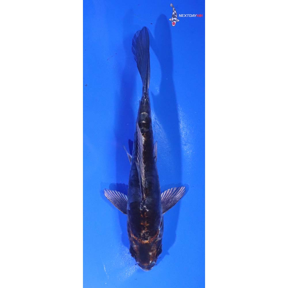 5.5” Imported Kin Kikokuryu