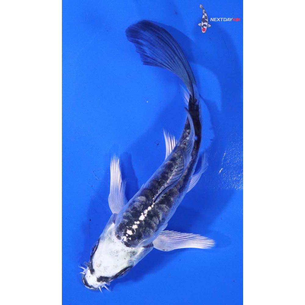 4.5” Imported Kikokuryu Butterfly Koi
