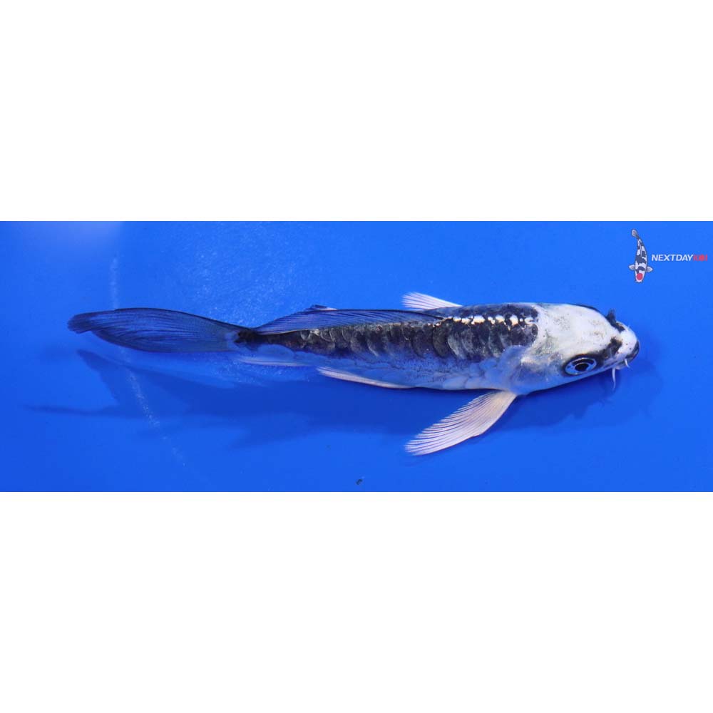 4.5” Imported Kikokuryu Butterfly Koi