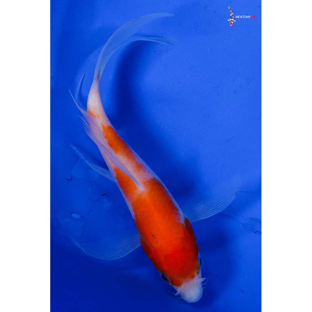 4” Imported Kohaku Butterfly Koi