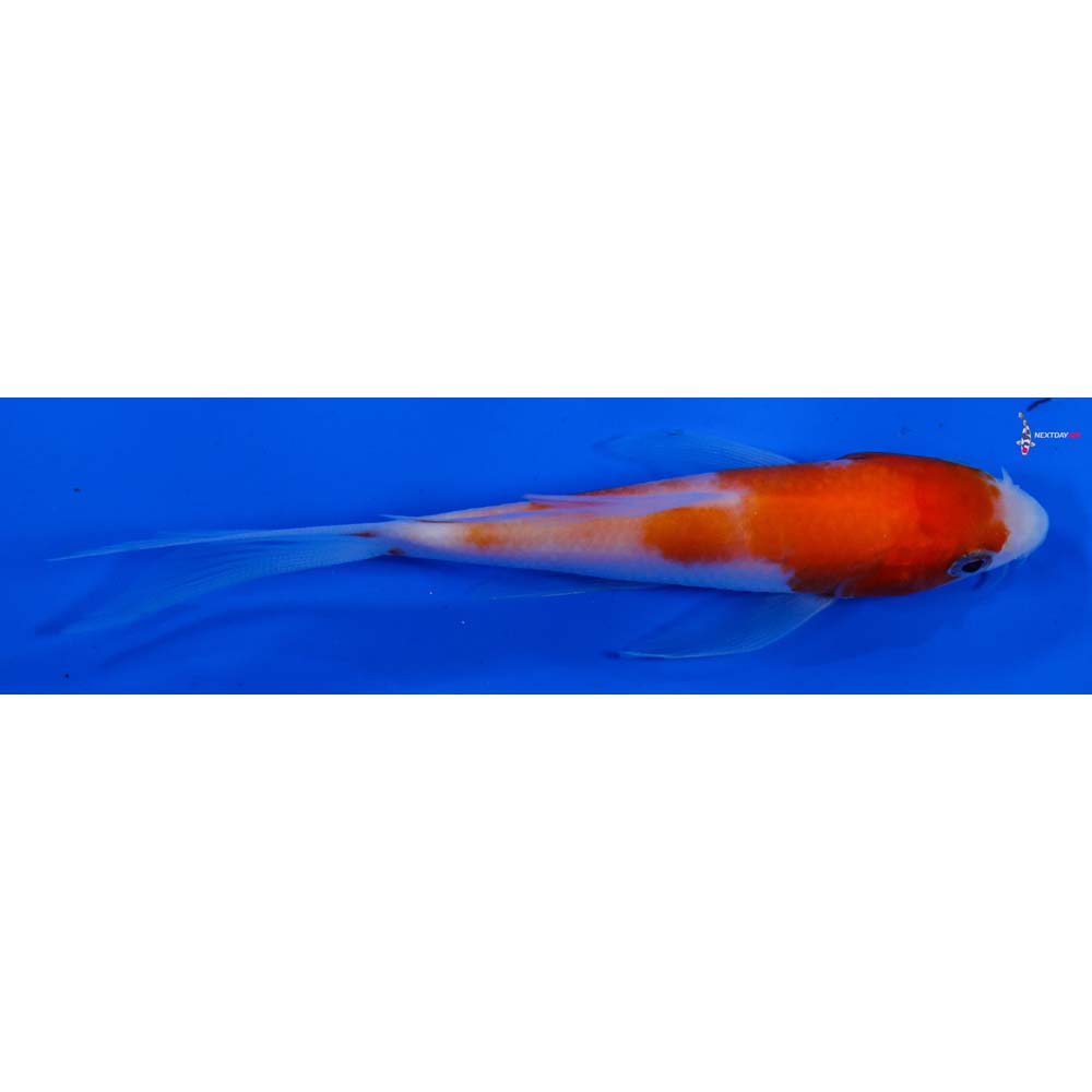 4” Imported Kohaku Butterfly Koi