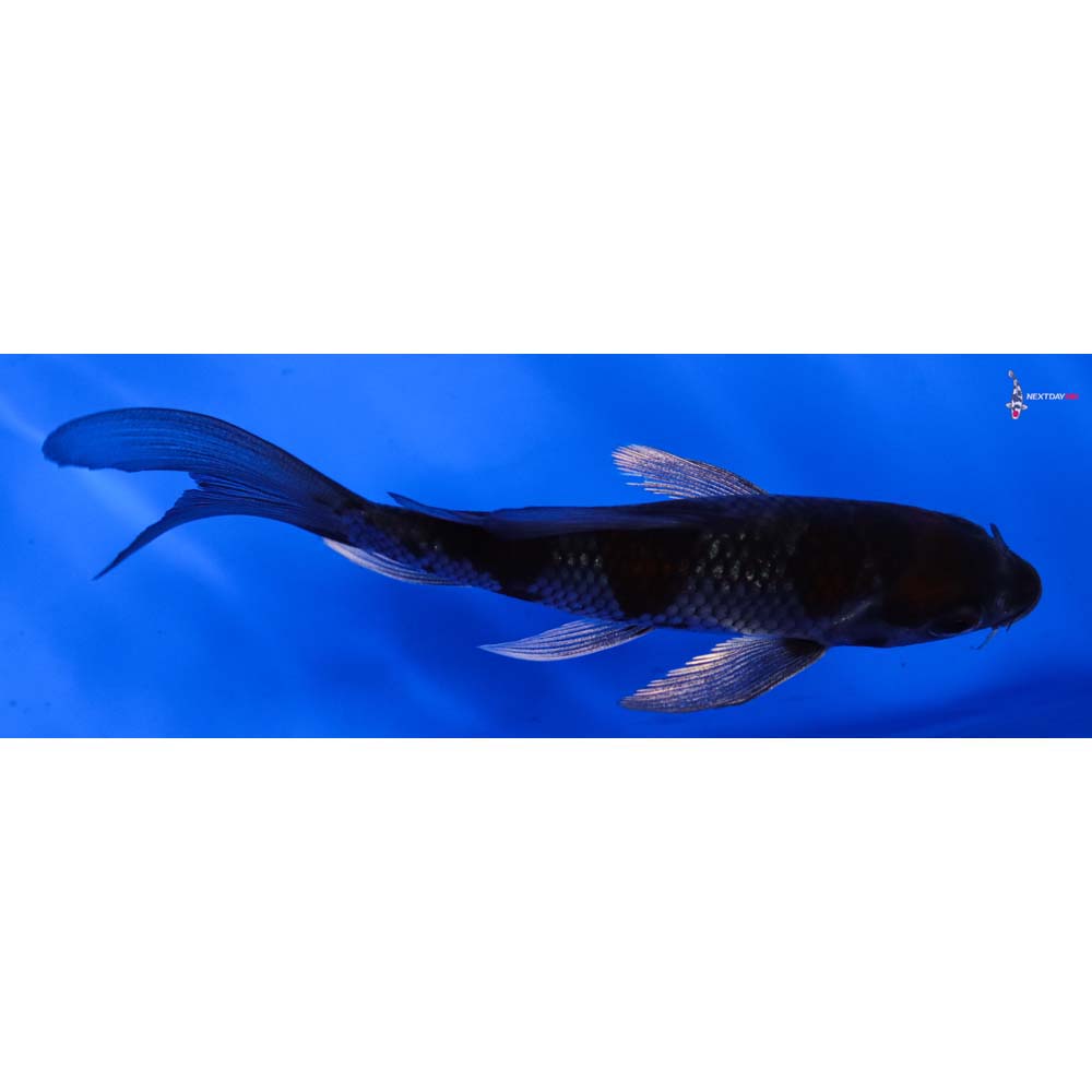 4.5” Imported Ochiba Shigure Butterfly Koi
