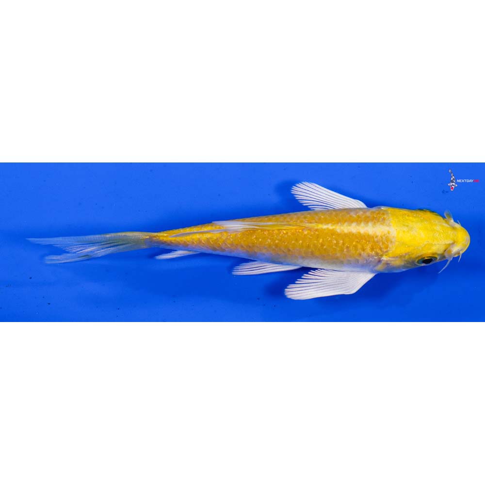 4” Imported Yamabuki Ogon Butterfly Koi