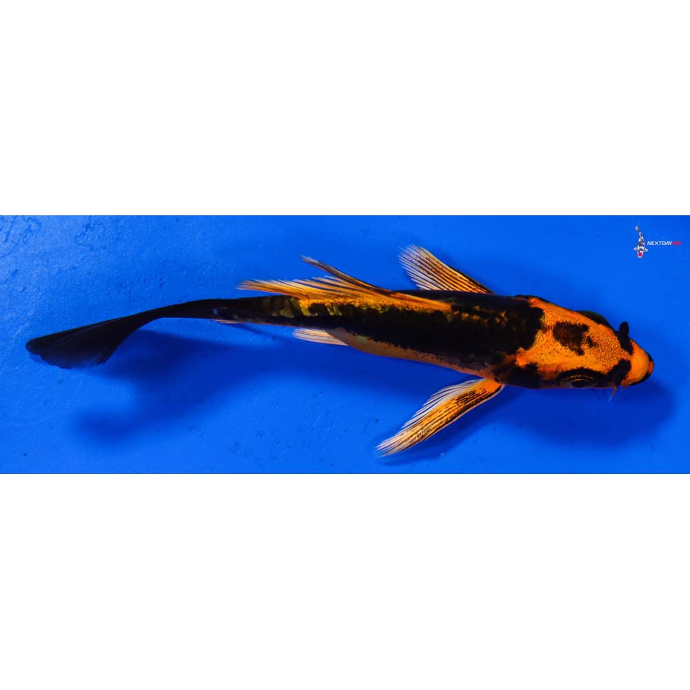 4.5” Imported Kin Kikokuryu Butterfly Koi