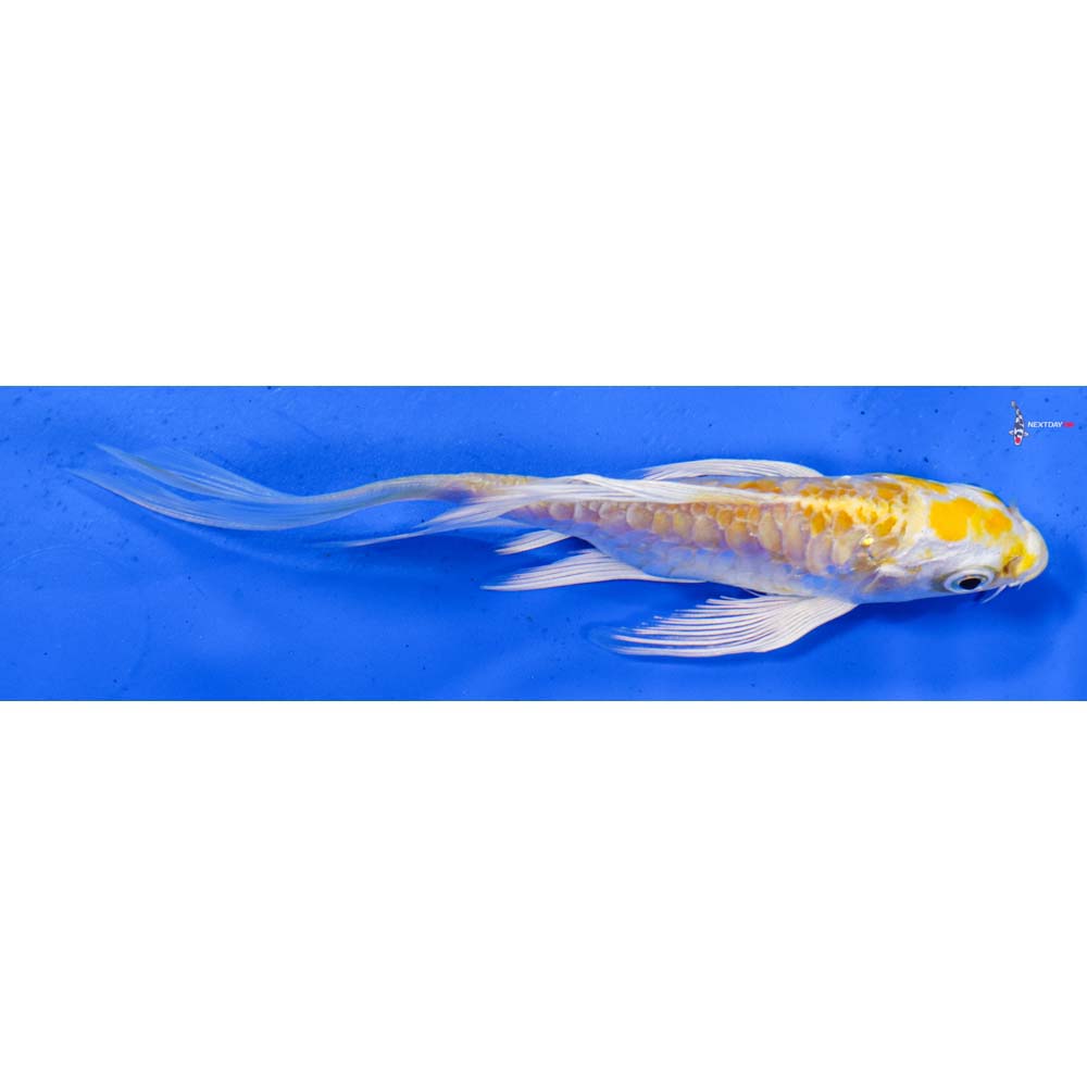 5” Imported Armor Scaled Lemon Hariwake Butterfly Koi