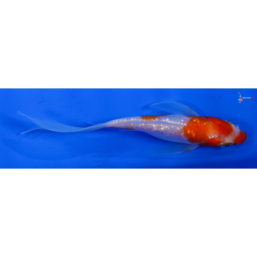 5” Imported Gin Rin Kohaku Butterfly Koi