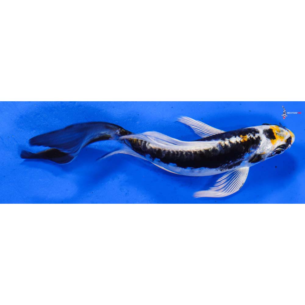 5” Imported Kin Kikokuryu Butterfly Koi