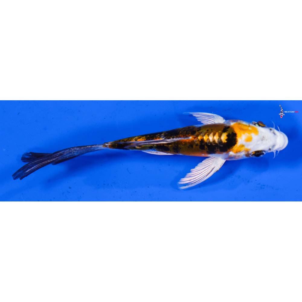 4” Imported Heisei Nishiki Butterfly Koi