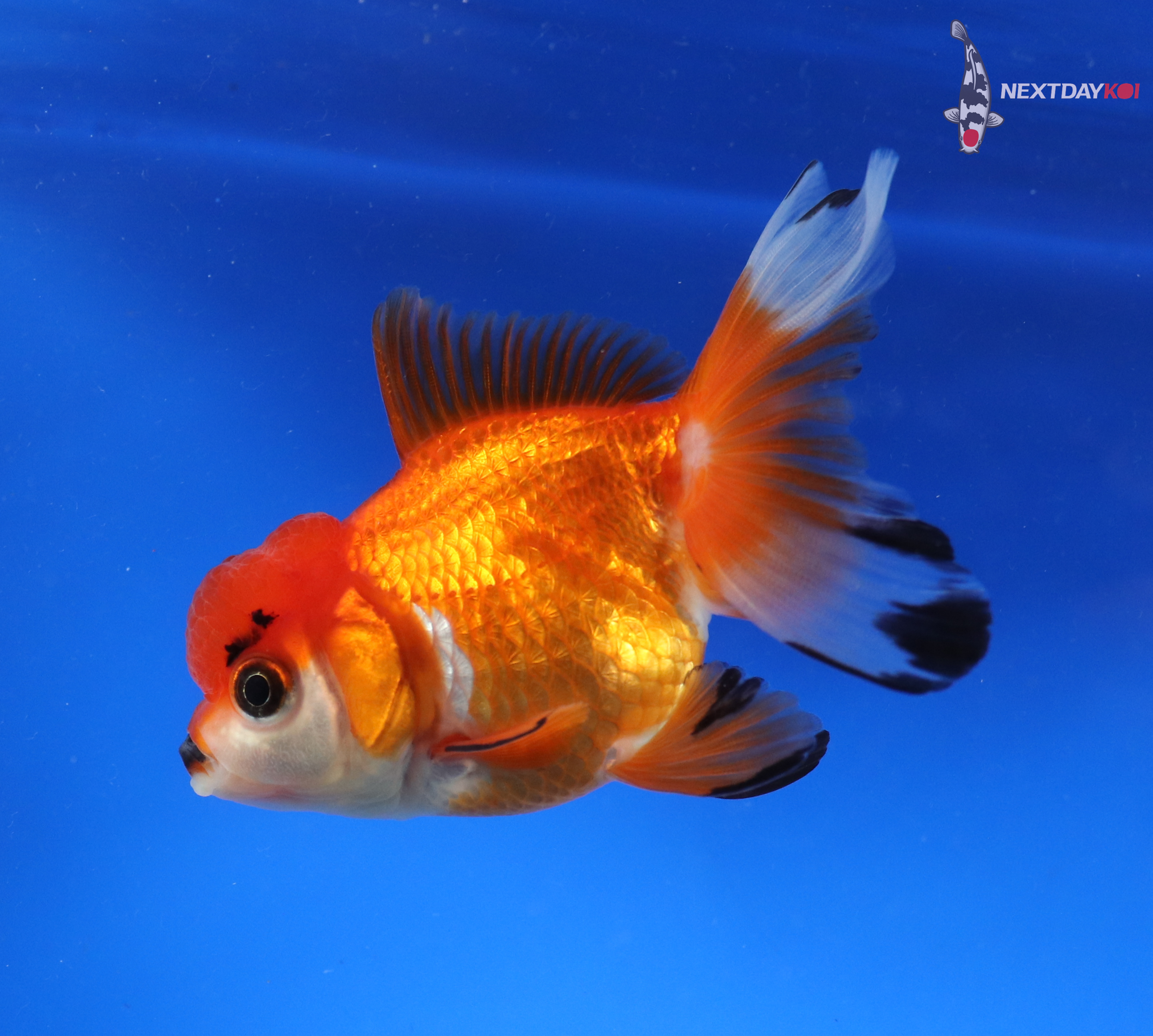 3.5” Imported Red and White Oranda