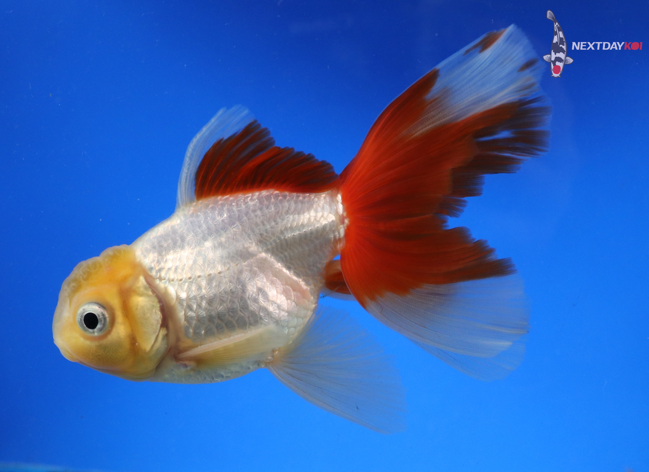 4.5” Imported Male Red and White Oranda