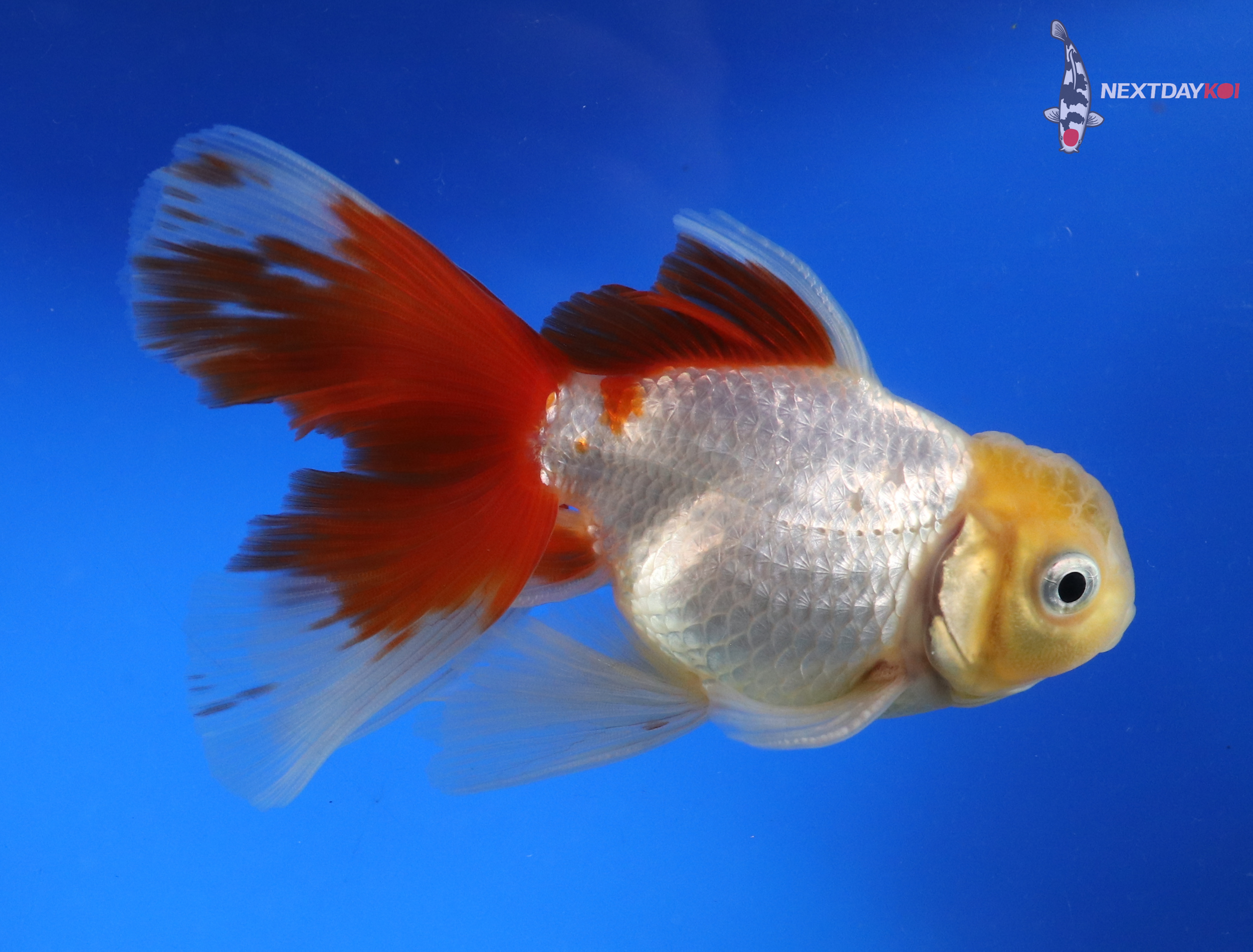 4.5” Imported Male Red and White Oranda