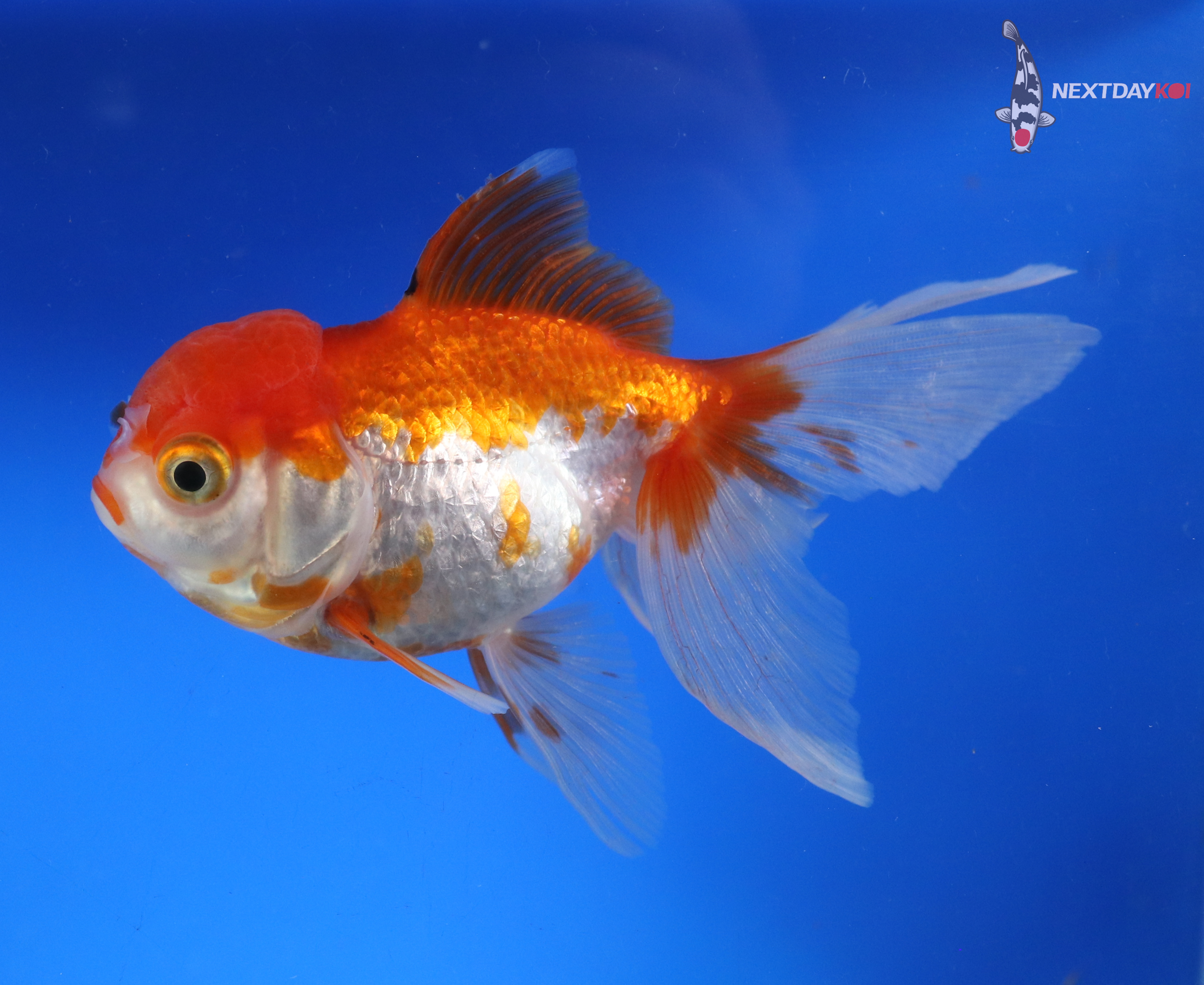 4.5” Imported Red and White Oranda