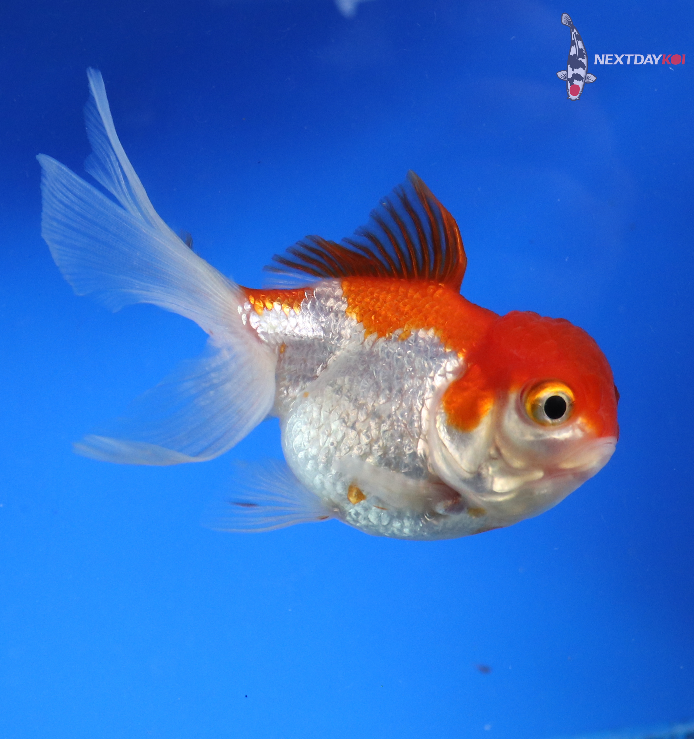 4” Imported Red and White Oranda