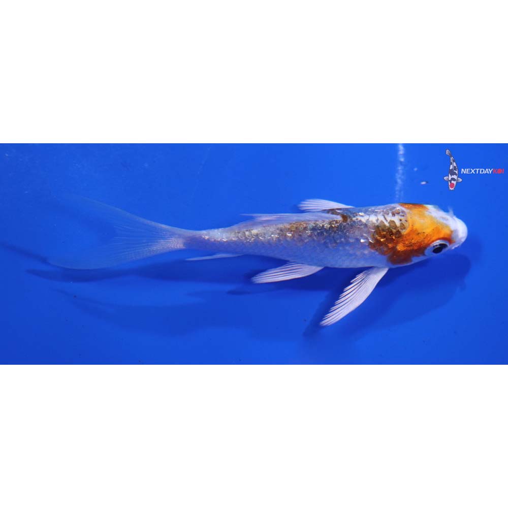 3.5” Imported Yamato Nishiki Butterfly Koi