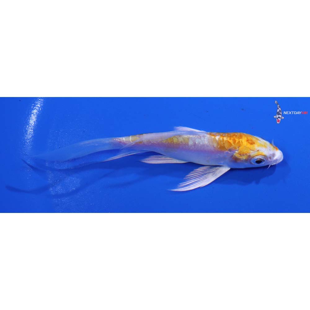 4” Imported Kikusui Butterfly Koi
