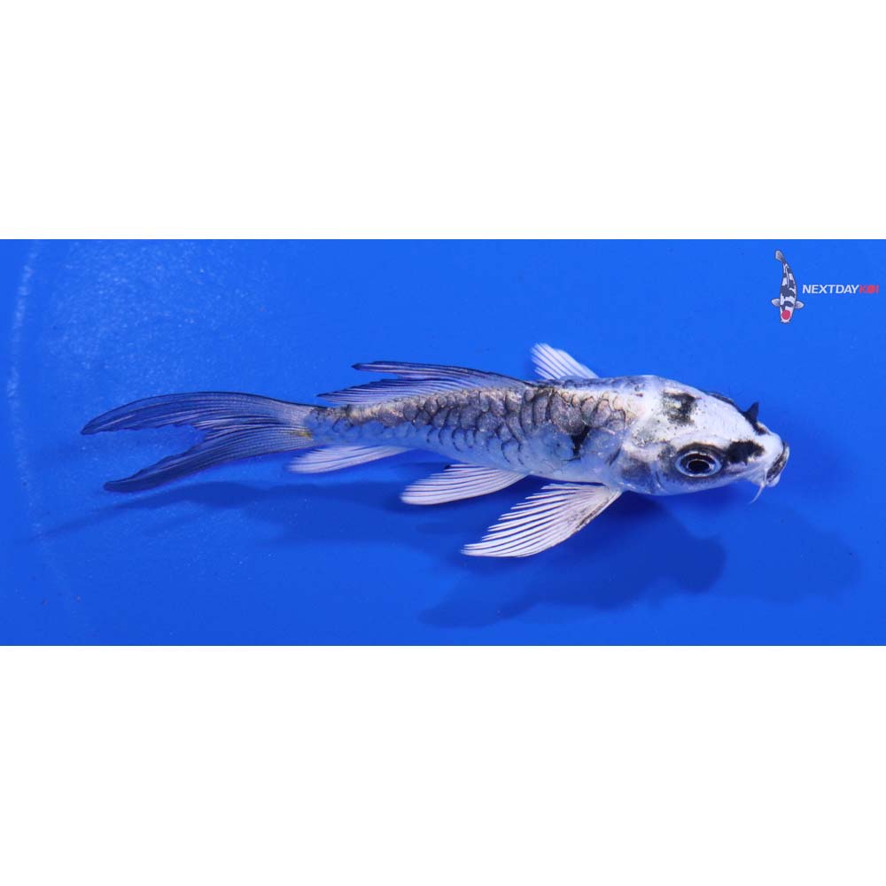 3” Imported Armor Scaled Gin Matsuba Butterfly Koi