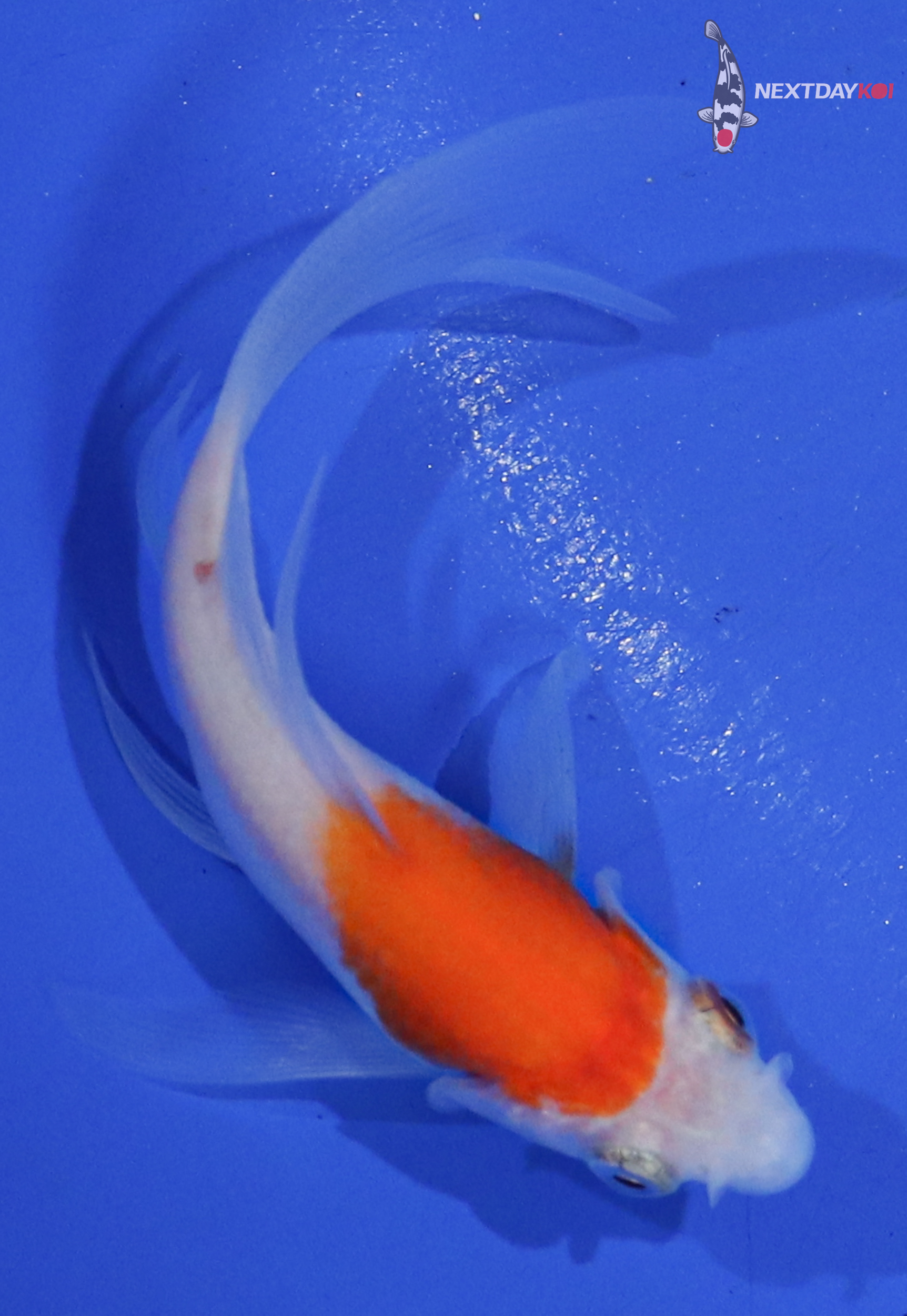 3.5” Imported Kohaku Butterfly Koi