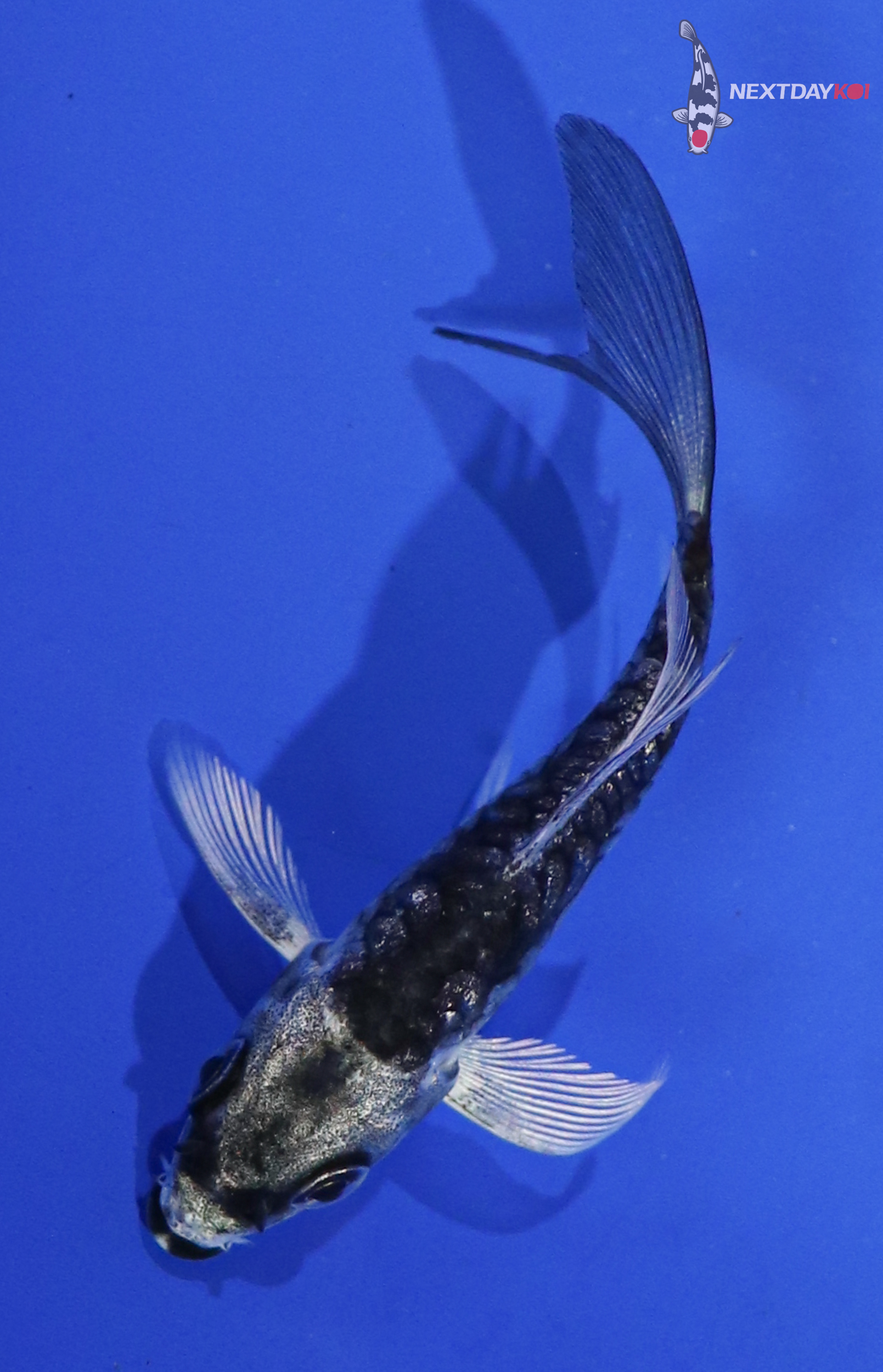 3” Imported Armored Scale Gin Matsuba Butterfly Koi