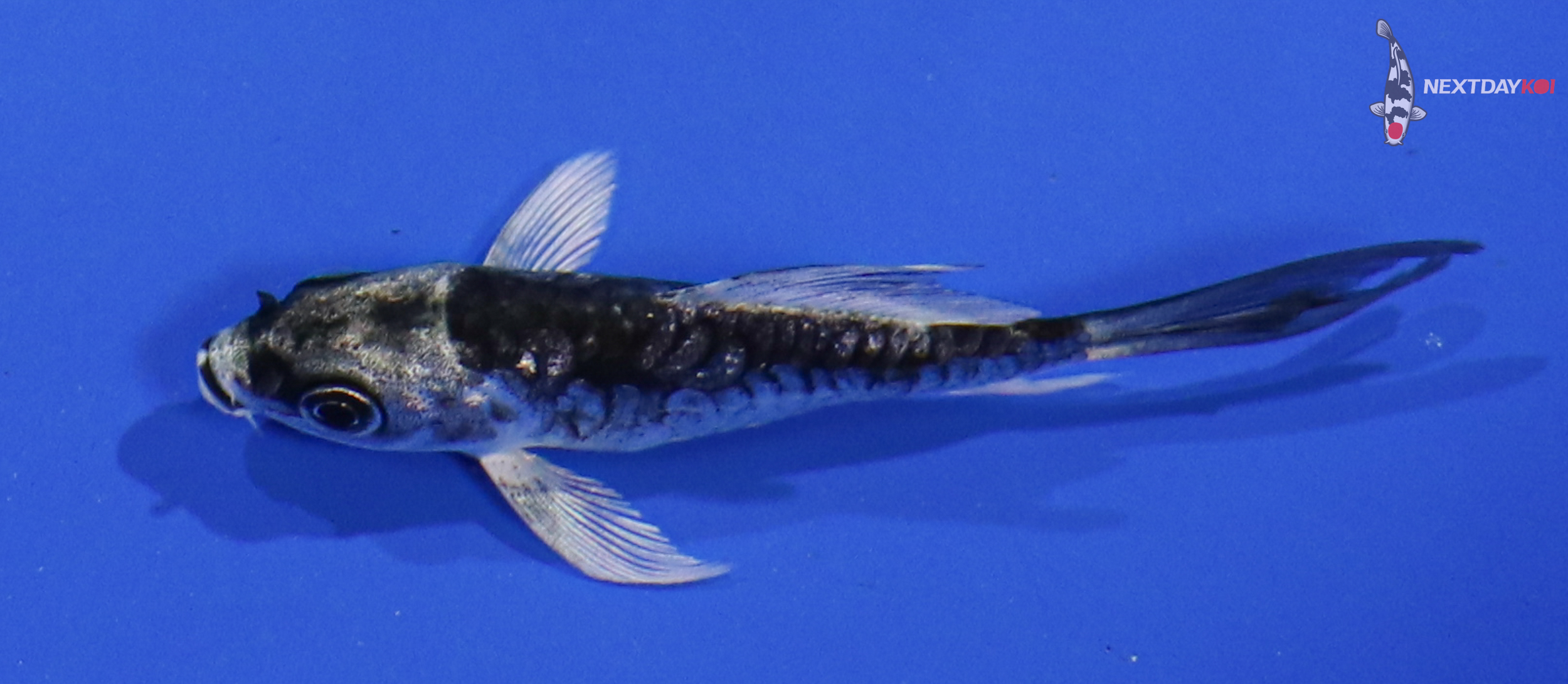3” Imported Armored Scale Gin Matsuba Butterfly Koi