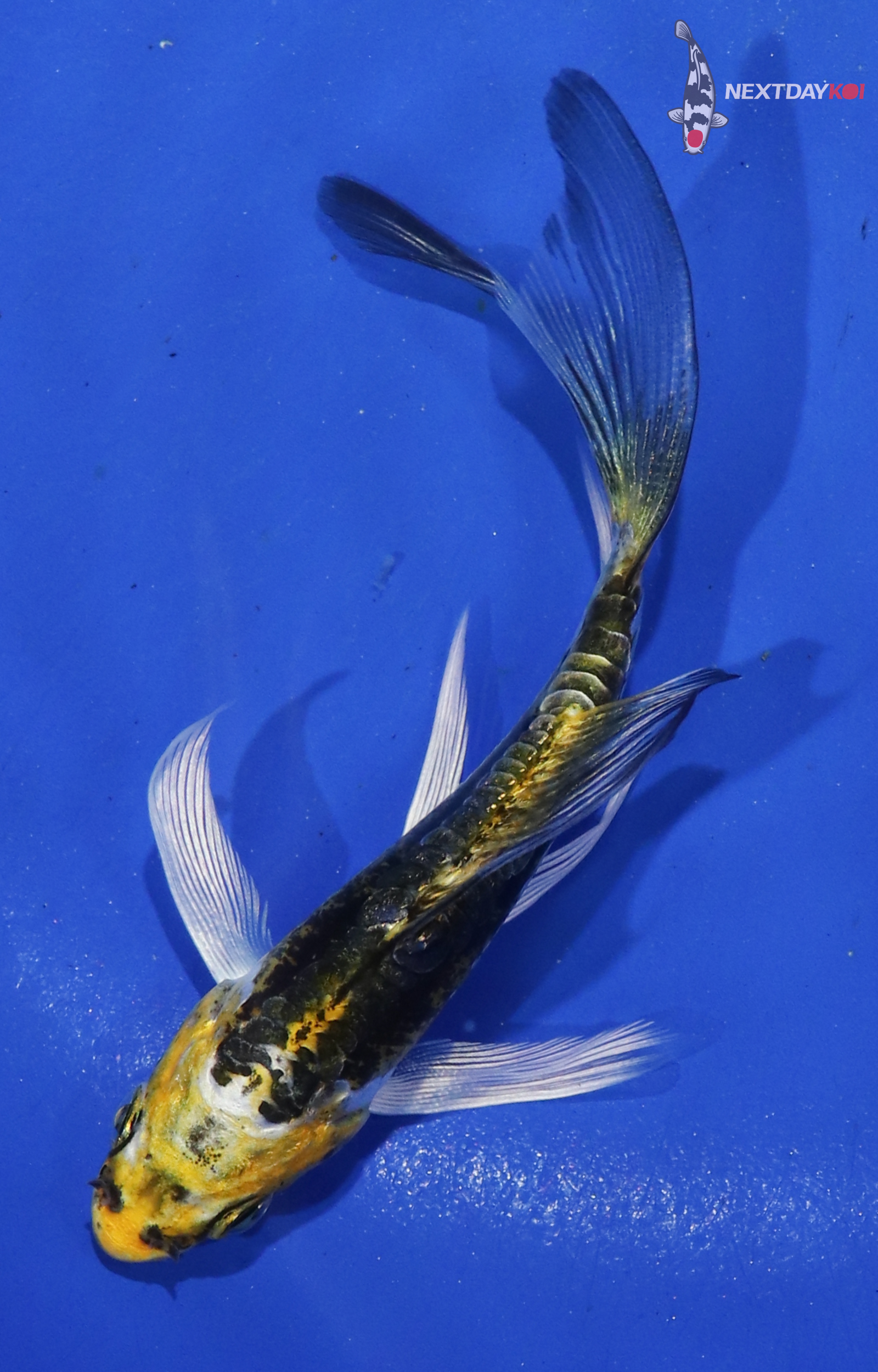 3.5” Imported Kin Kikokuryu Butterfly Koi
