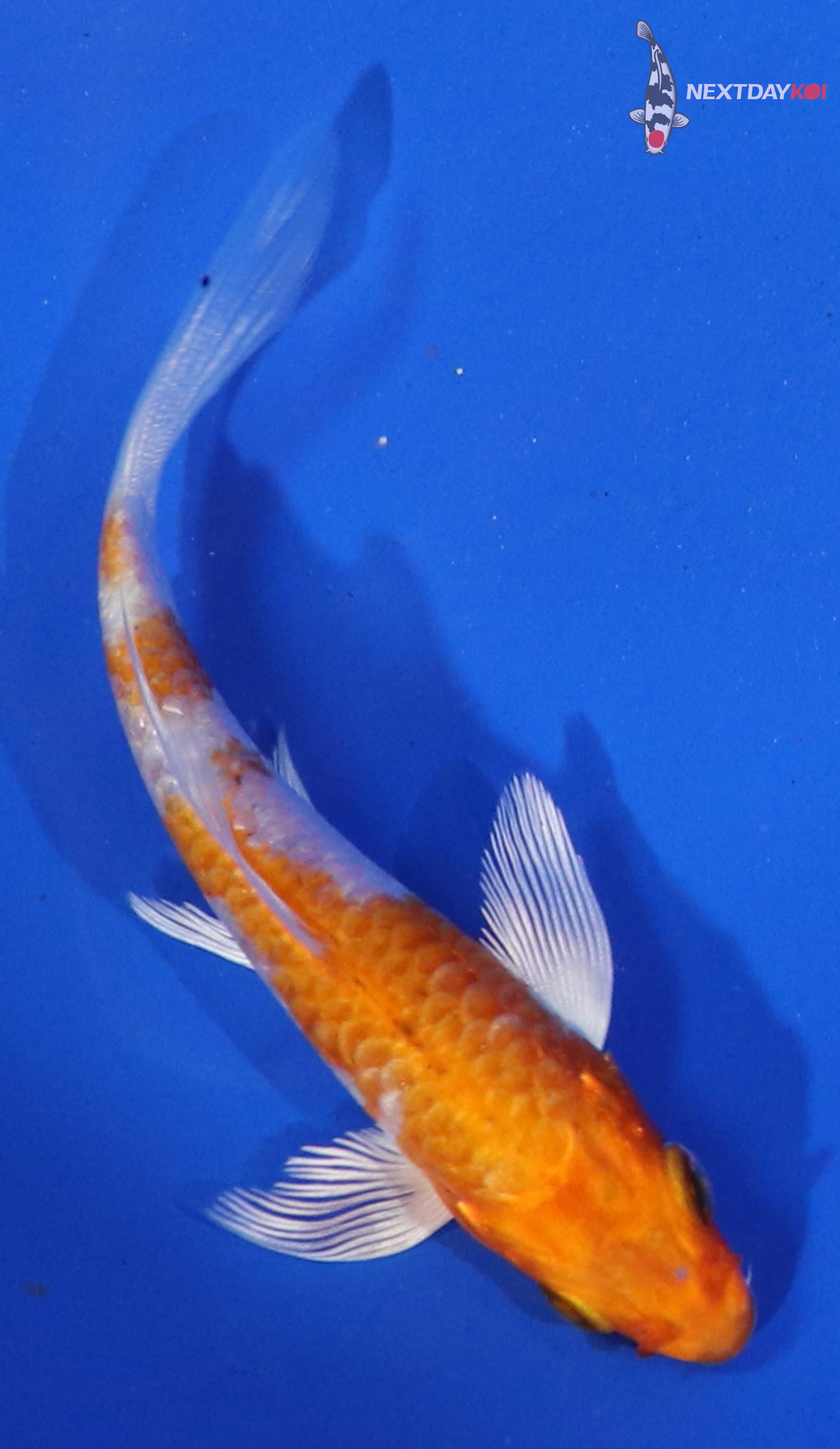 4” Imported Armored Scale Hariwake Butterfly Koi