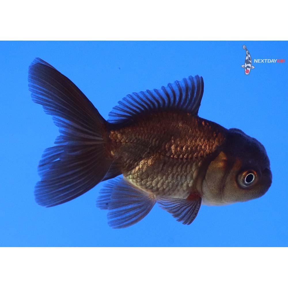 2.5” Imported Male Black Oranda