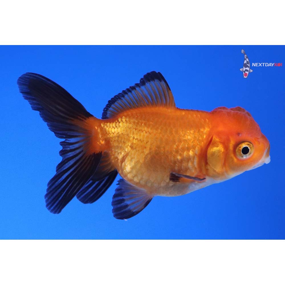 2.5” Imported Tri Color Oranda