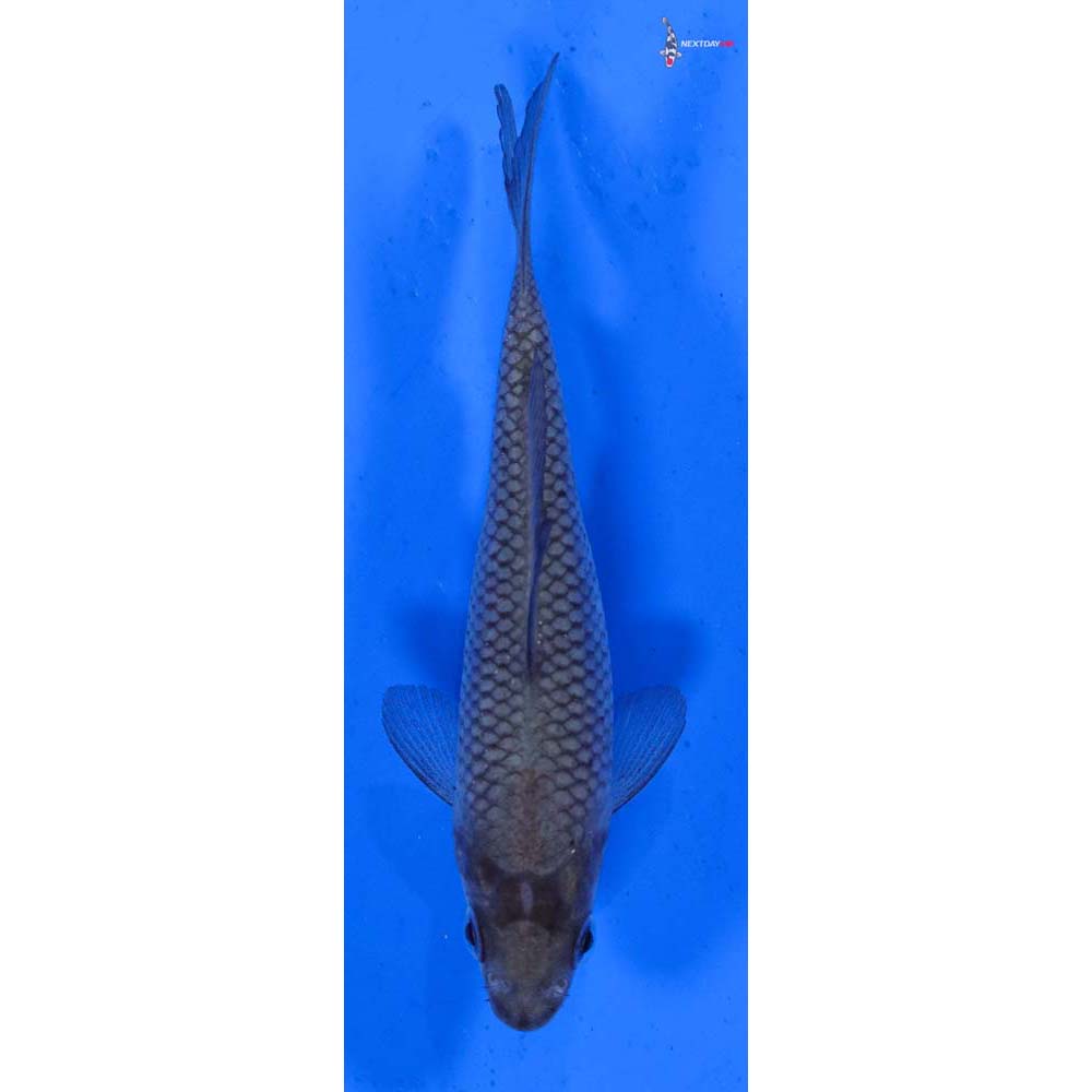 3.5” Imported Soragoi