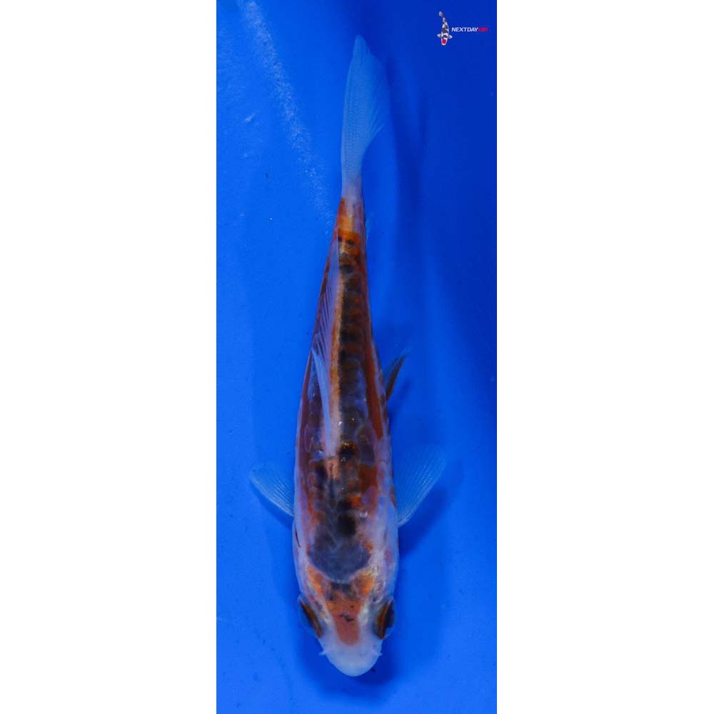 3.5” Imported Shusui