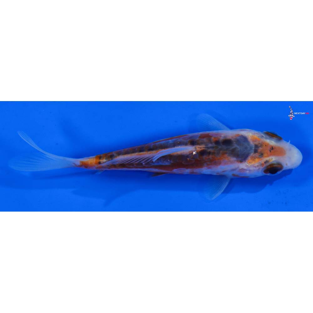 3.5” Imported Shusui