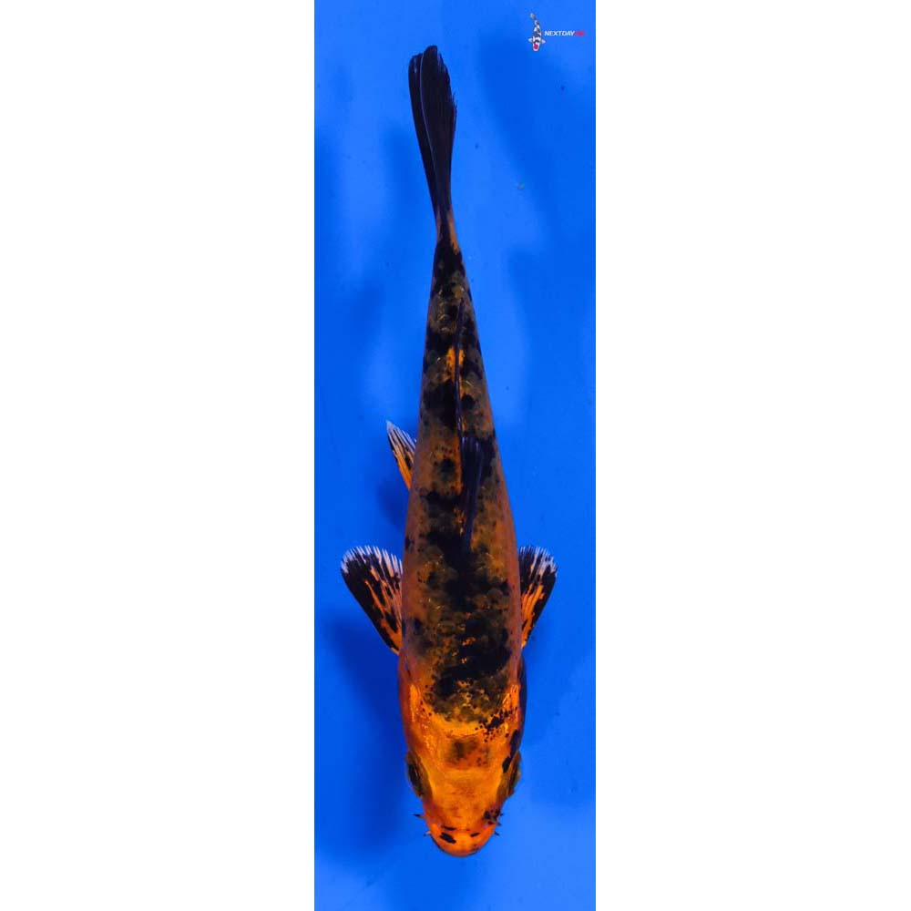 3.5” Imported Kin Aka Bekko