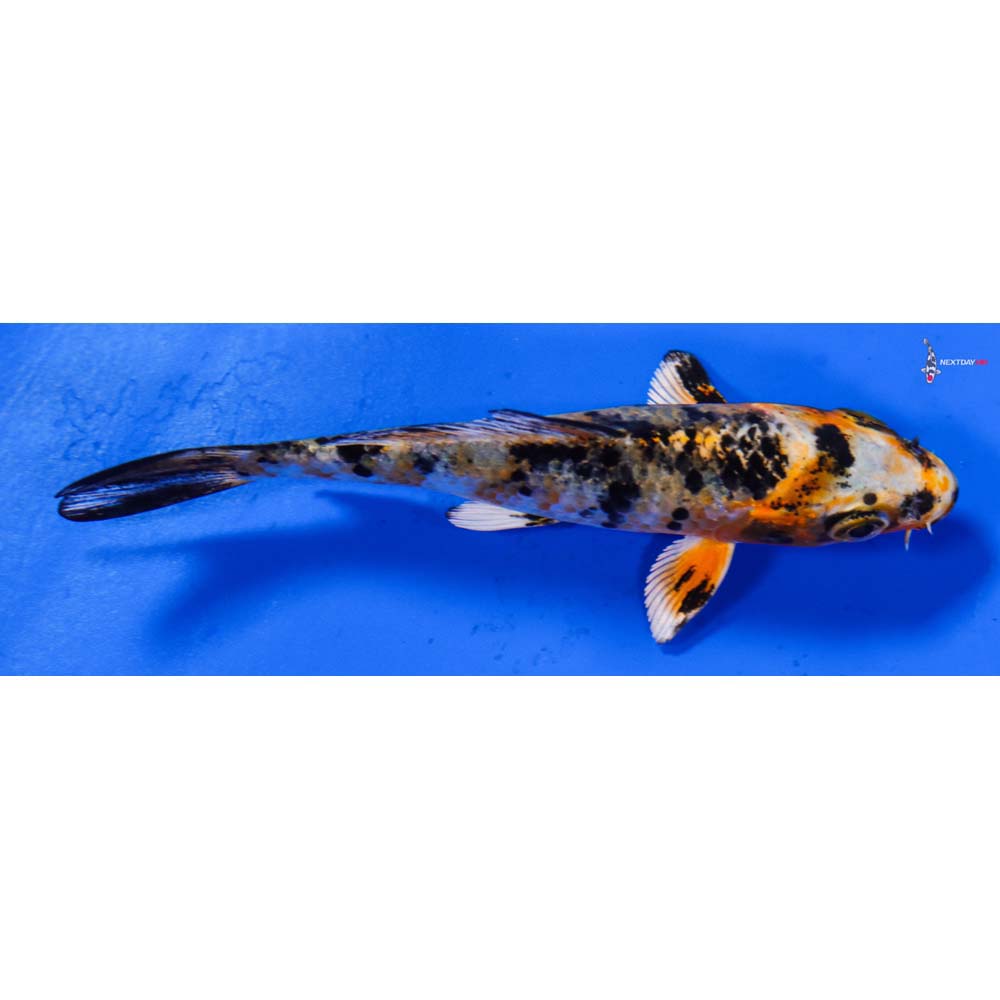 4” Imported Yamato Nishiki