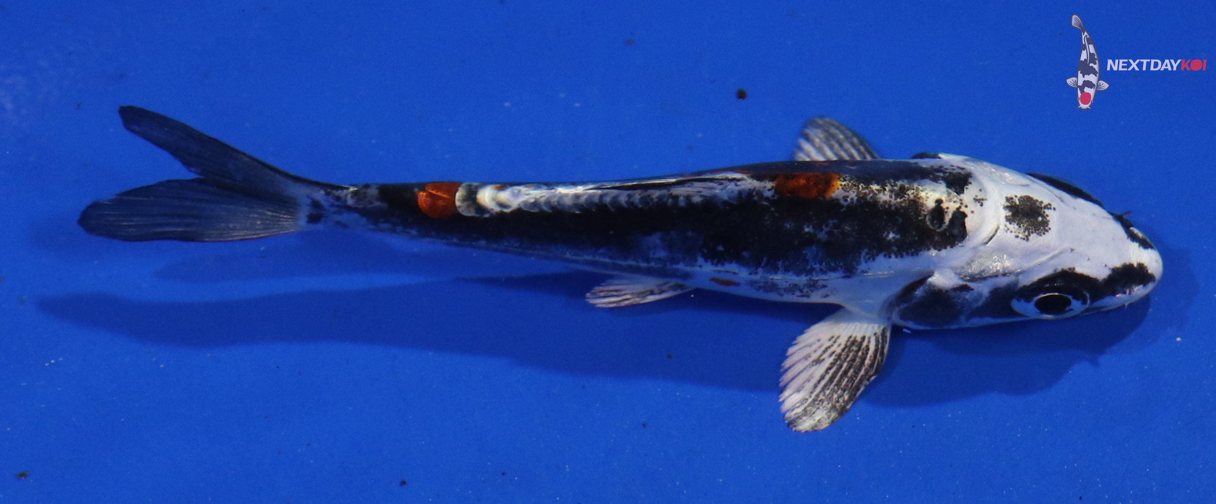 3.5” Imported Kin Kikokuryu