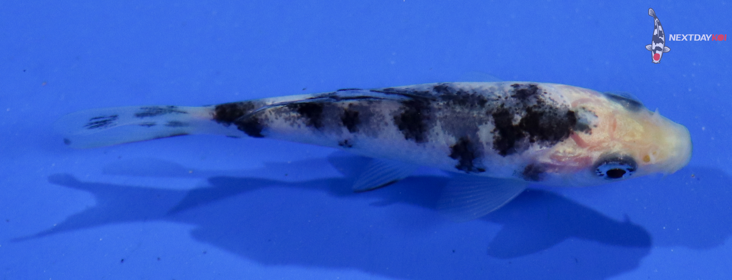 3” Imported Shiro Bekko