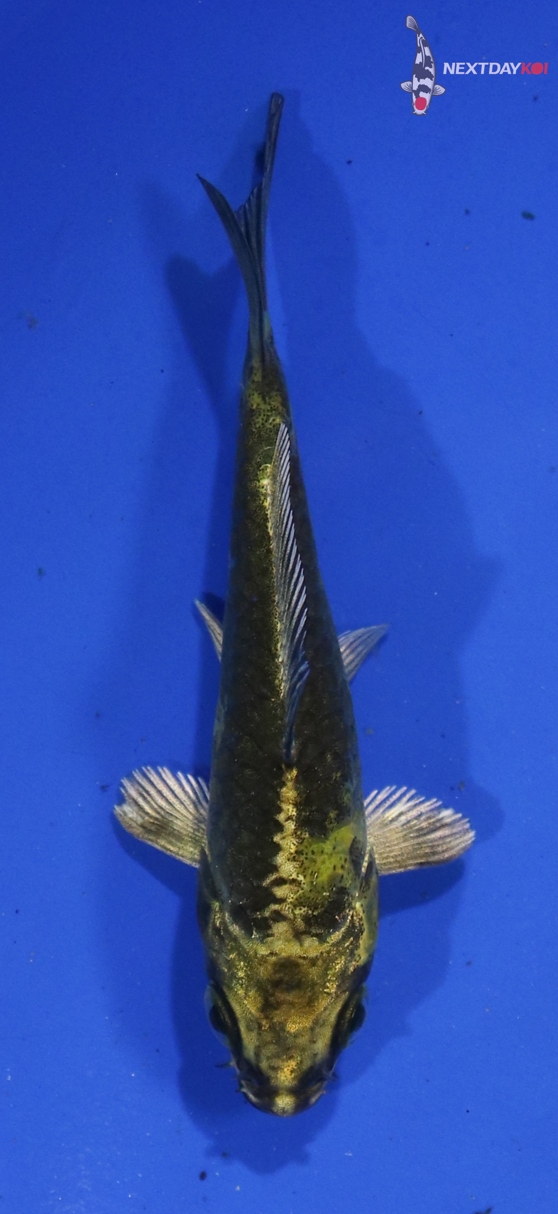 3.5” Imported Ki Utsuri