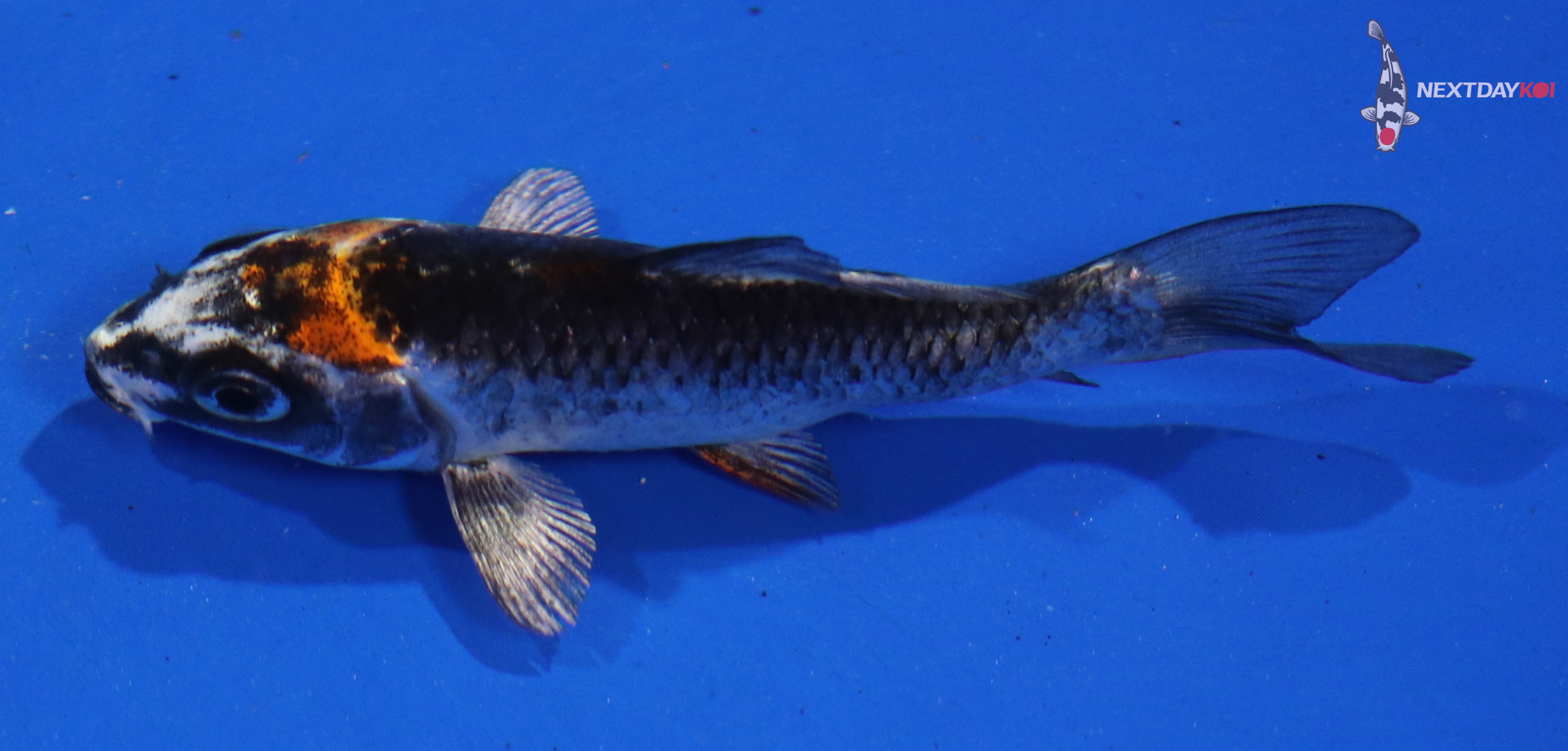 3” Imported Kujaku