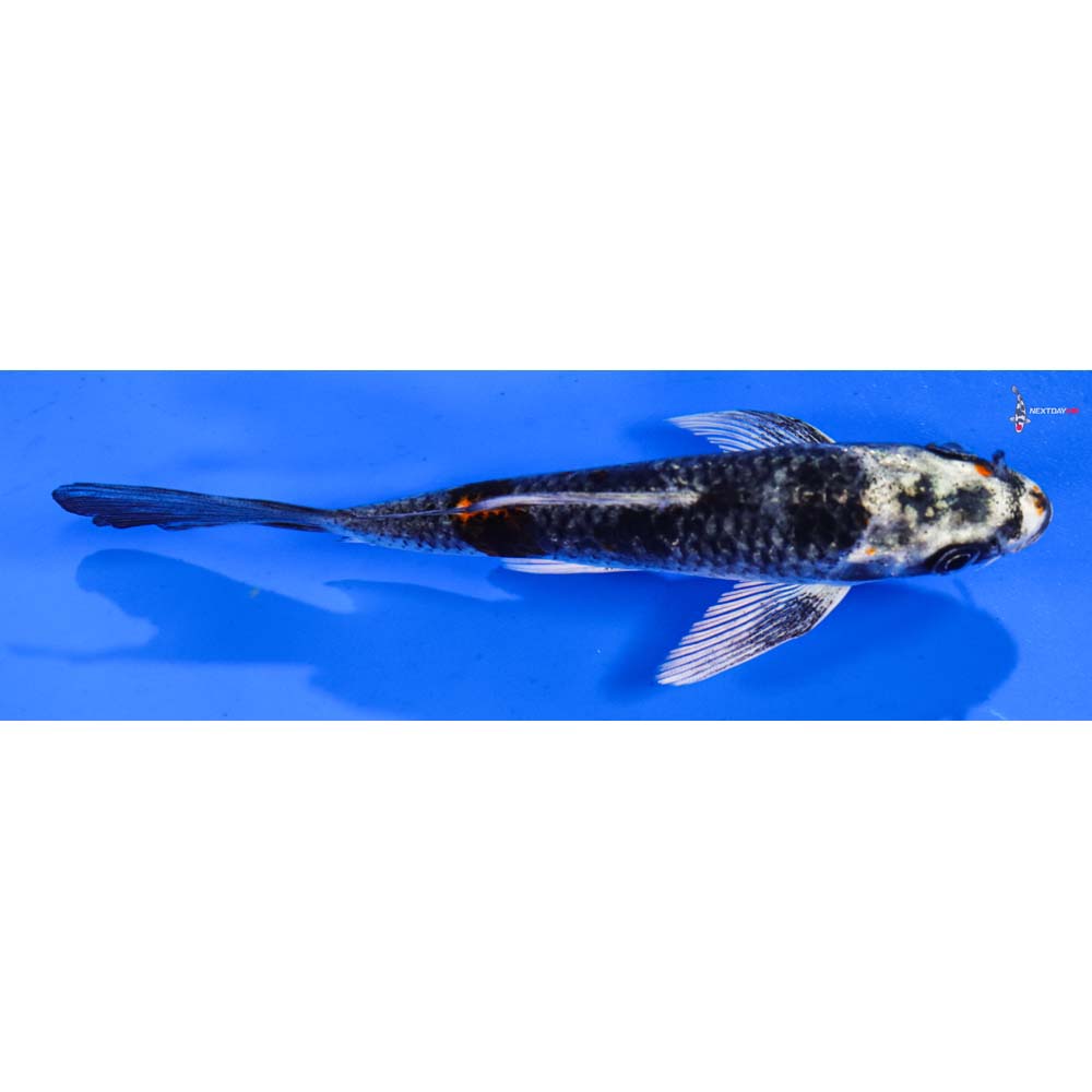 5” Imported Kujaku Butterfly Koi