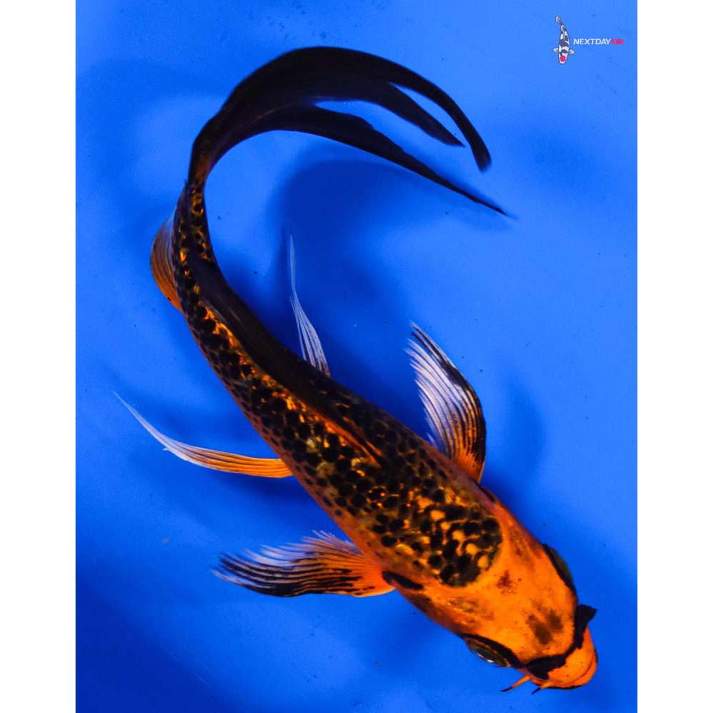 5” Imported Gin Rin Orenji Matsuba Butterfly Koi