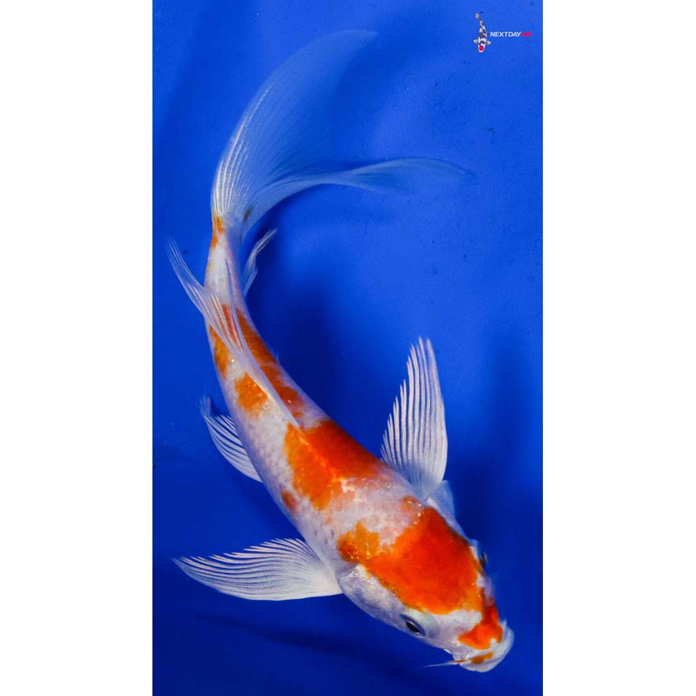 5” Imported Hariwake Butterfly Koi