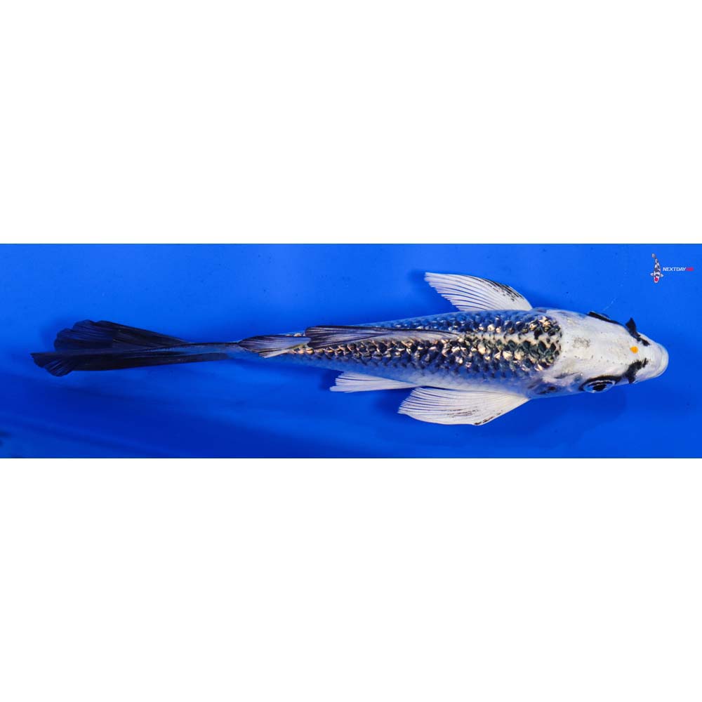 5.5” Imported Gin Rin Gin Matsuba Butterfly Koi