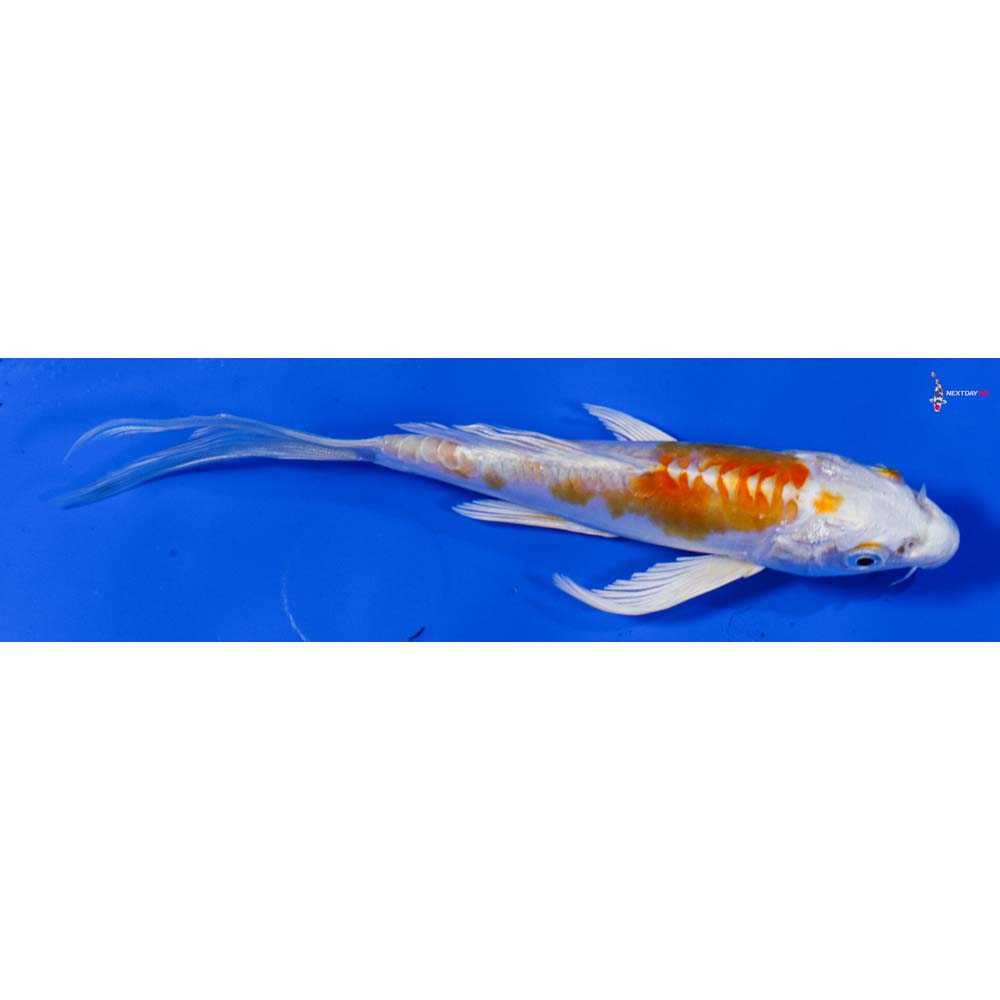 5.5” Imported Kikusui Butterfly Koi