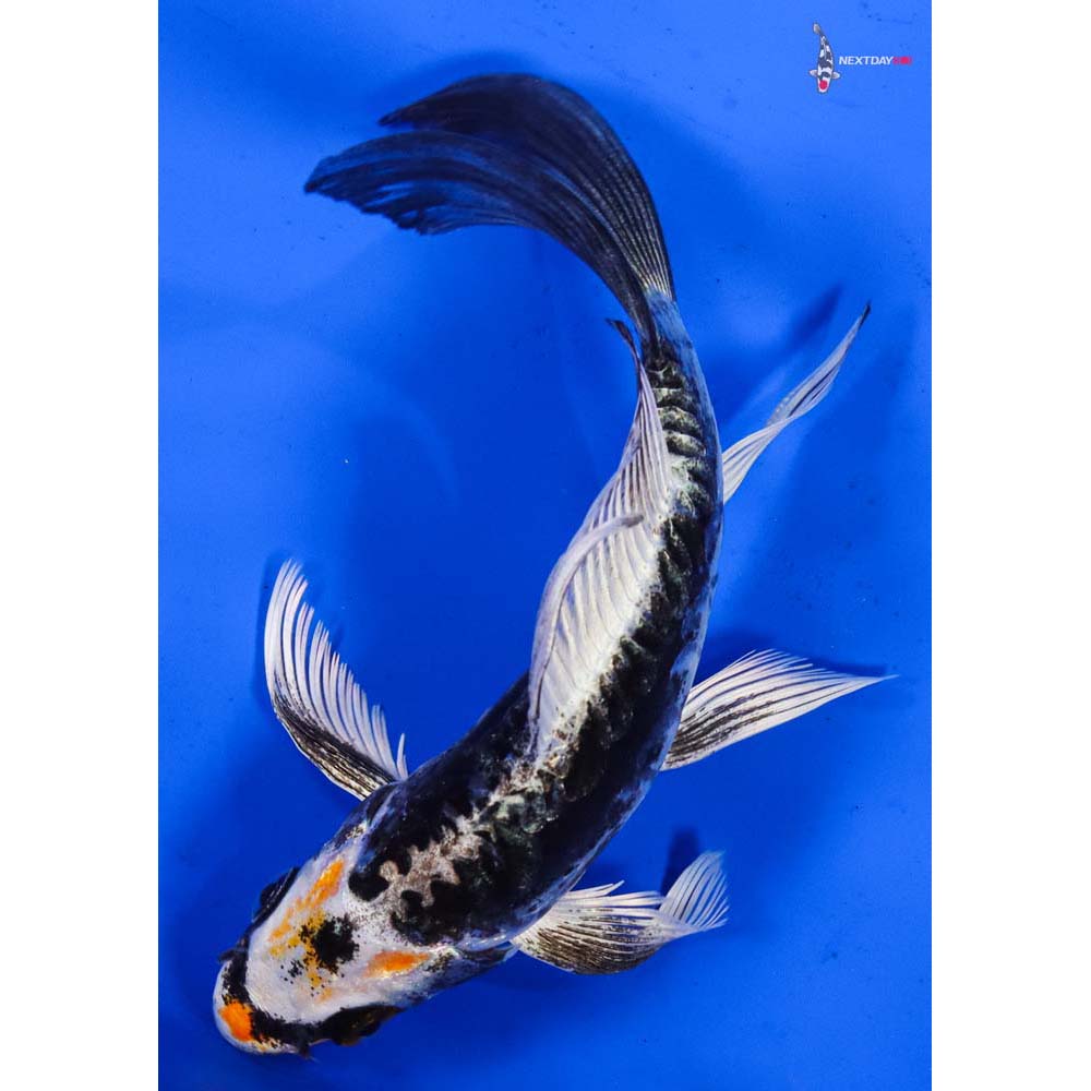 5.5” Imported Kin Kikokuryu Butterfly Koi