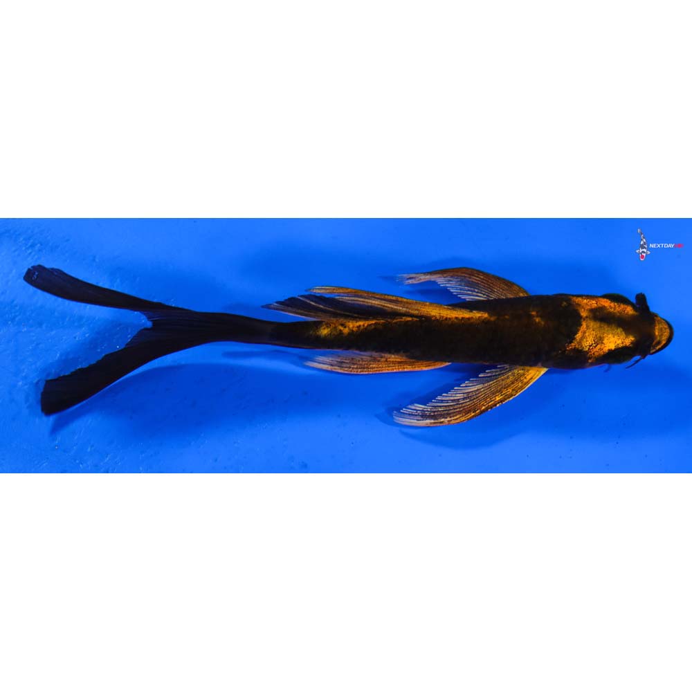 5” Imported Kin Kikokuryu Butterfly Koi