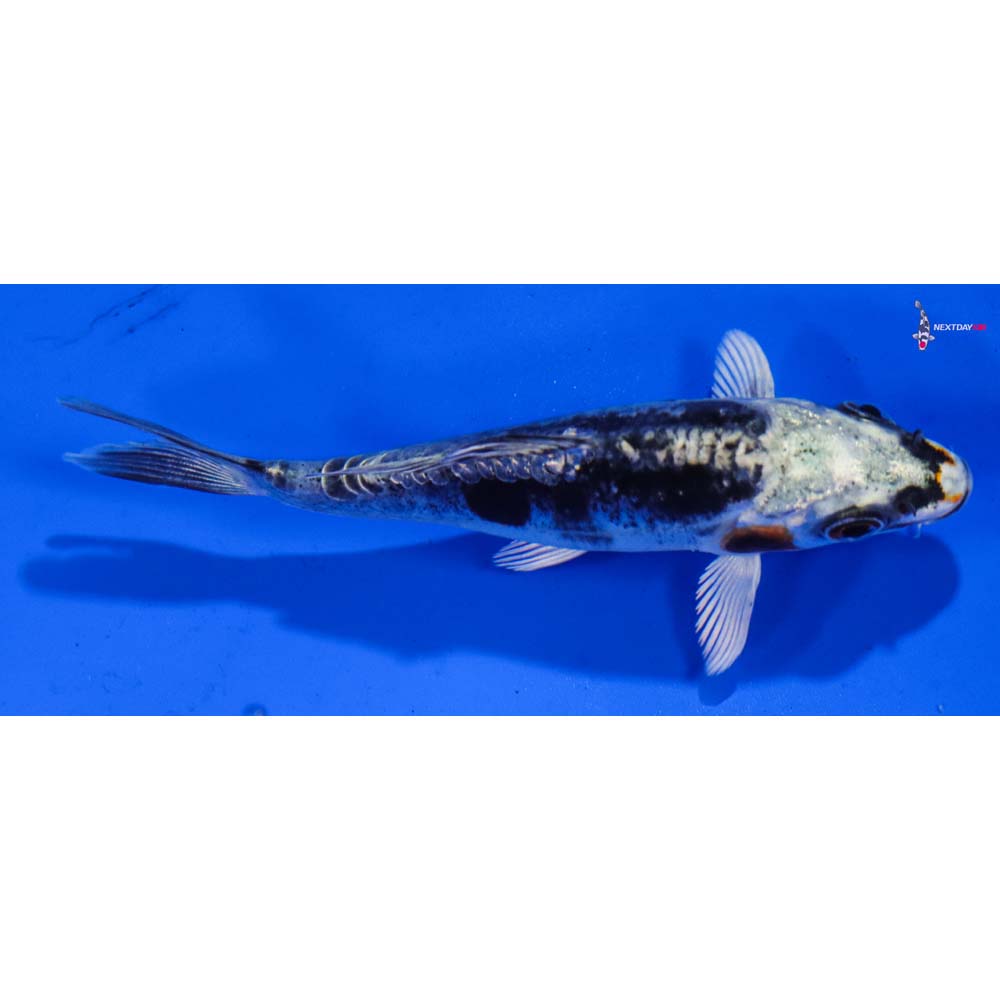 4” Imported Kin Kikokuryu