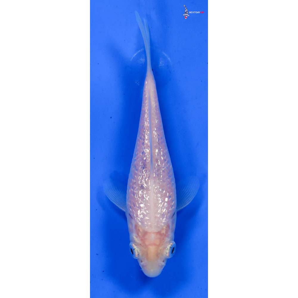 4” Imported Gin Rin Soragoi